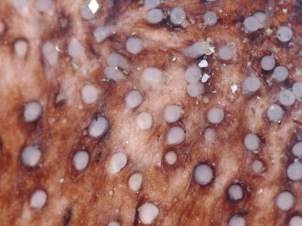 Holothuria poli